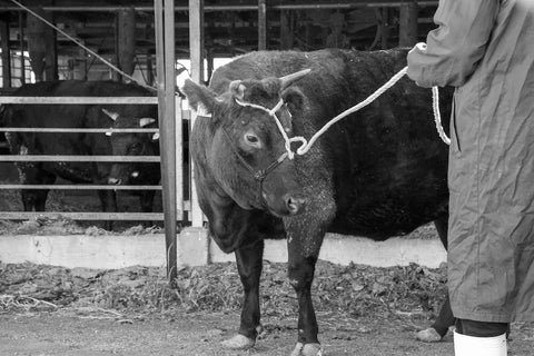 【ミートの日】 神戸牛100％ フレッシュハンバーグ【冷凍】